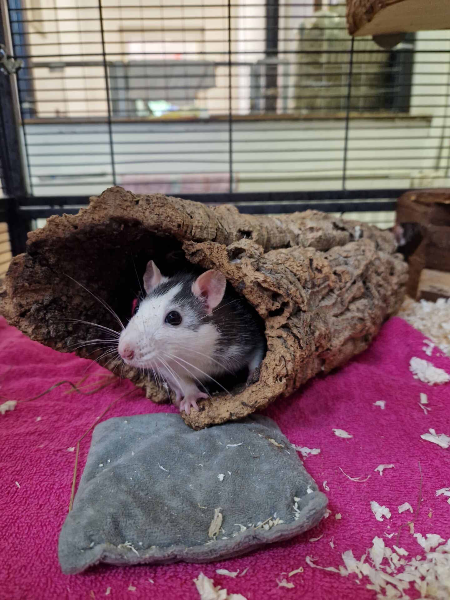 Eine Ratten guckt aus einem Holztunnel. Sie hat ein weißes Köpfchen mit grauen Streifen.