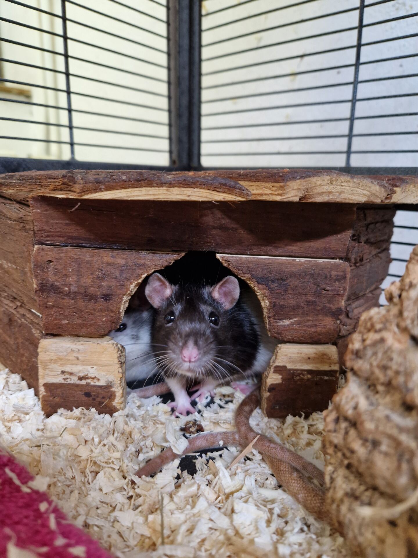 Zwei Ratten gucken aus einem Holzhäusschen. Eine hat ein weißes Köpfchen mit grauen Streifen, eine ein schwarzes Köpfchen