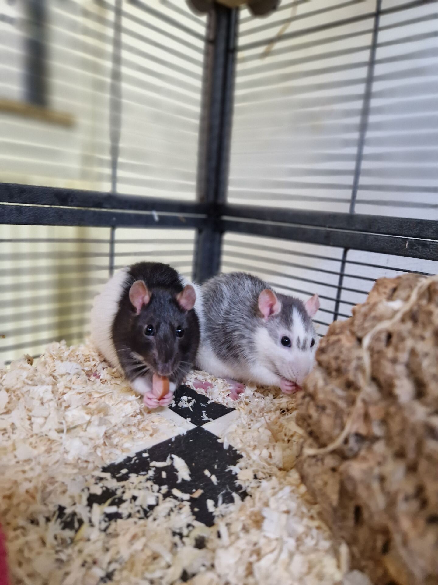 Zwei Ratten sitzen in der Käfigecke. Eine hat ein weißes Köpfchen mit grauen Streifen, eine ein schwarzes Köpfchen und wißen Körper