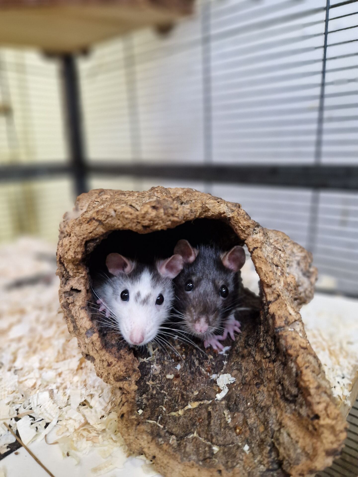 Zwei Ratten gucken aus einem Holztunnel. Eine hat ein weißes Köpfchen mit grauen Streifen, eine ein schwarzes Köpfchen