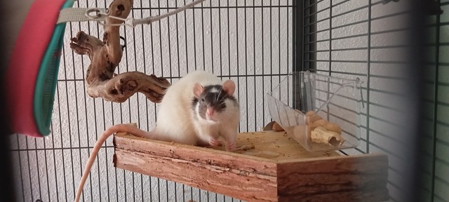 In einem Käfig sitzt eine weiße Ratte mit weißem Köpfchen sitzt auf einem Holzvorsprung und knabbert Erdnüsse