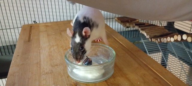 Eine weiße Ratte mit schwarzem Köpfchen isst Jogurt aus einem kleinen Schälchen