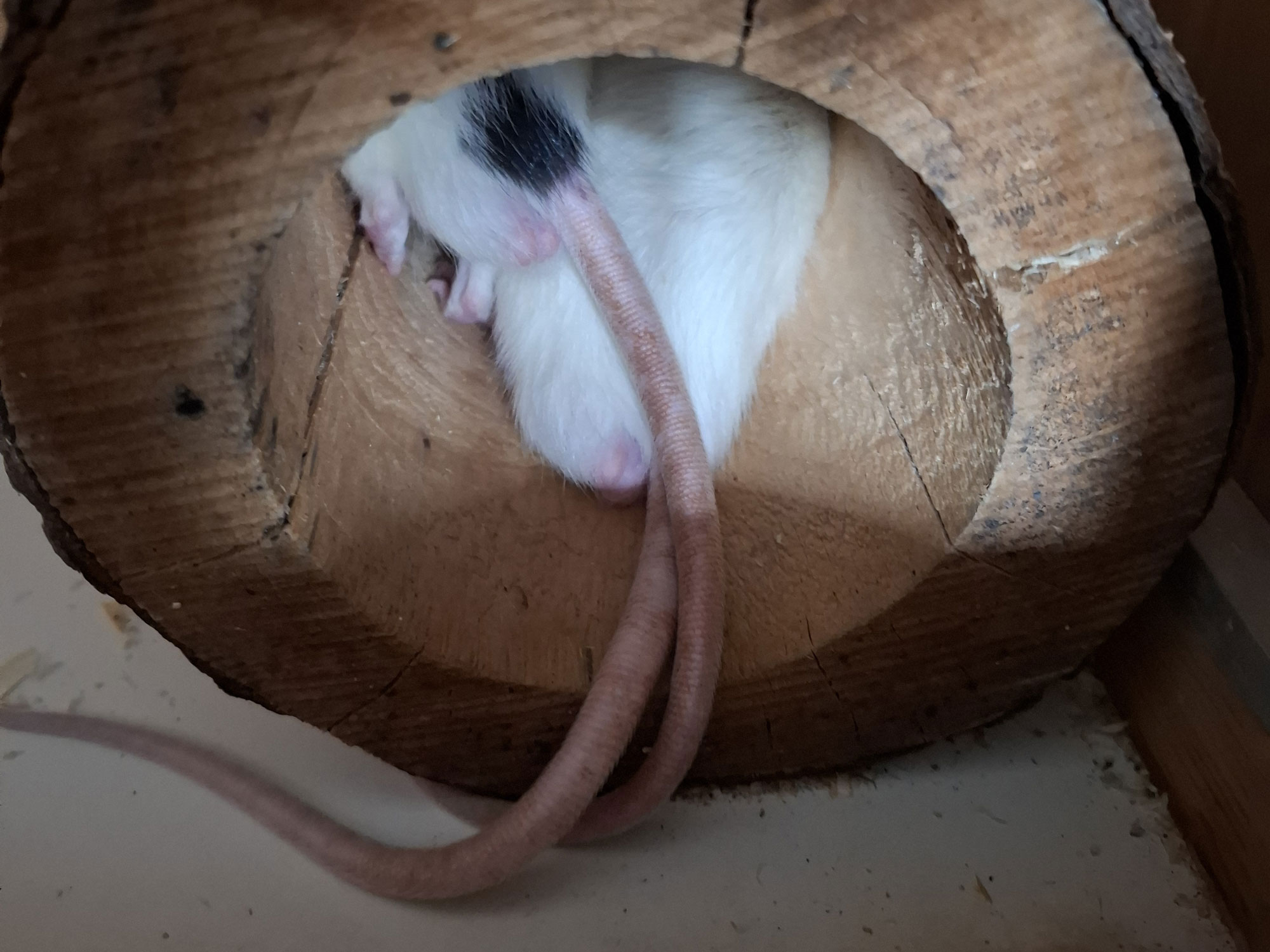 Bild von zwei Rattenhintern in einem Holztunnel. Prominent zu sehen sind die Hoden der Ratten