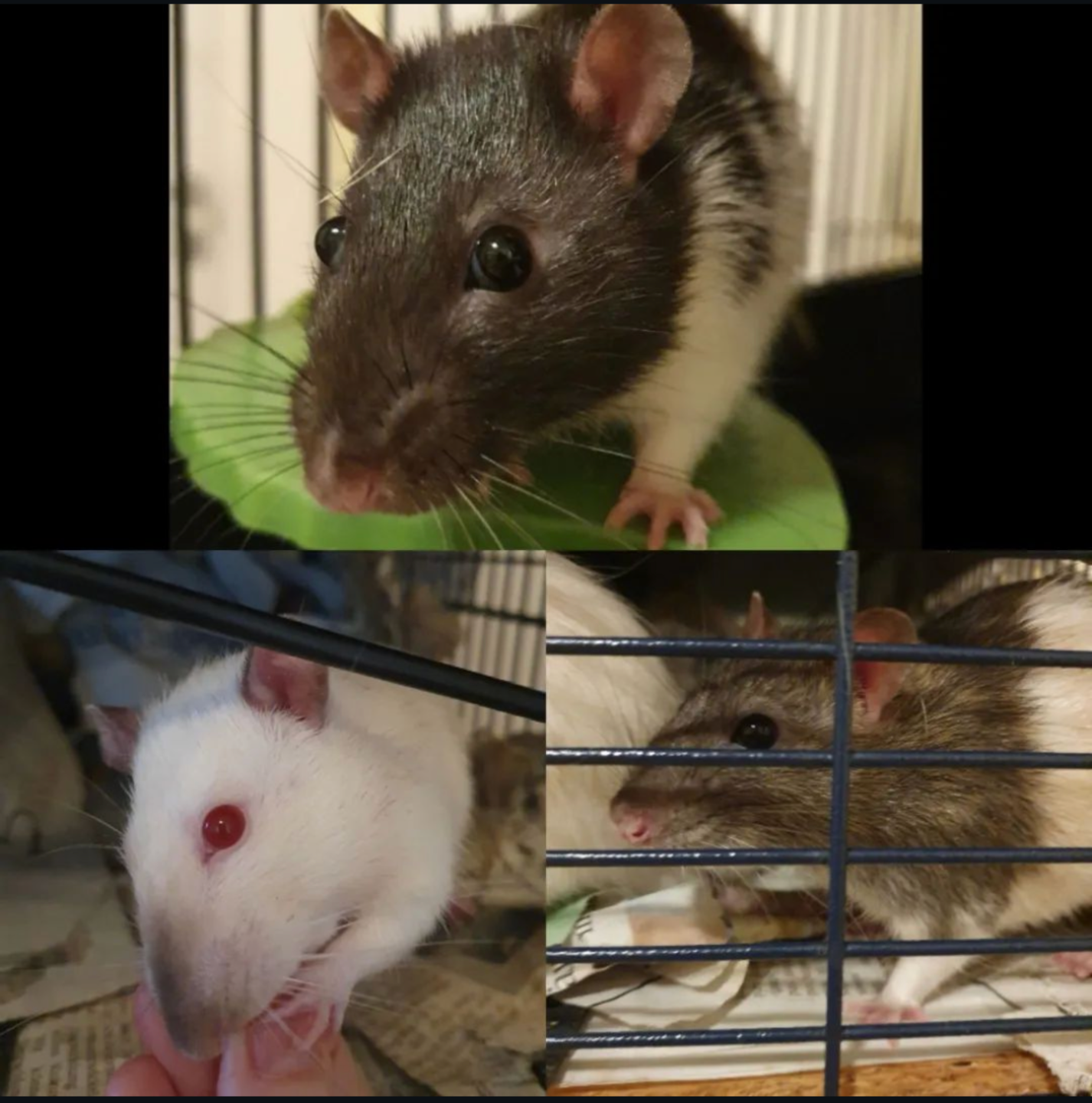 3 Ratten, zwei mit grau-schwarzer Farbe die neugierig in die Kamera gucken, ein Albino der einen Menschenfinger umgreift