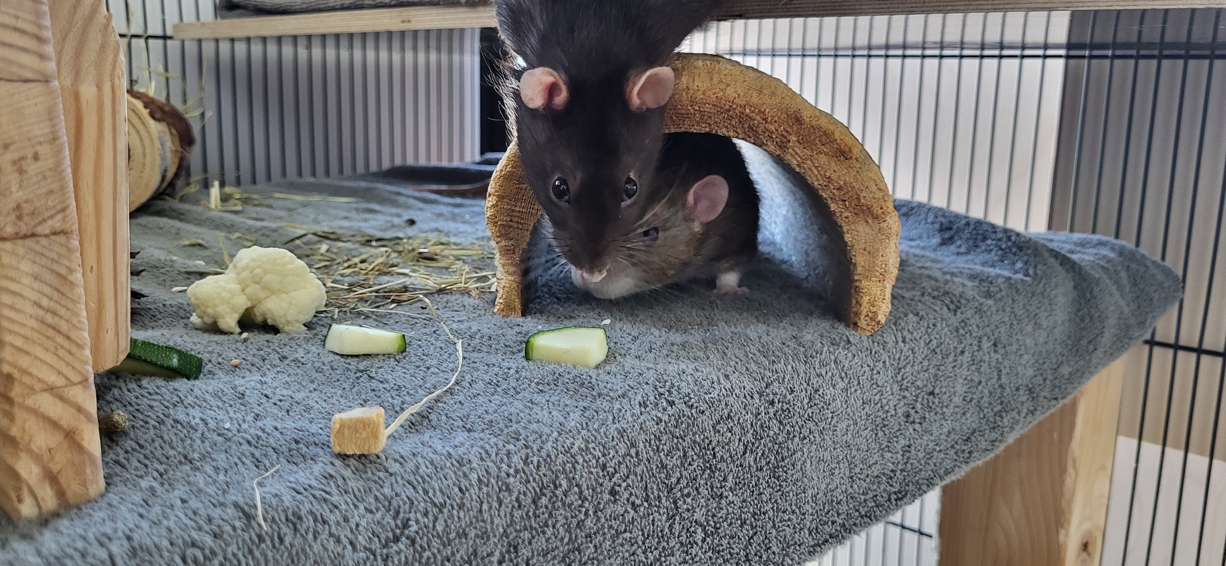 In einem großen Käfig sitzt eine Ratte in einem Holztunnel. Sie hat graues Fell und weiße Pfötchen. Von oben ins Bild hängt der Kopf einer schwarzen Ratte, die offenbar auf einem Stockwerk darüber hängt
