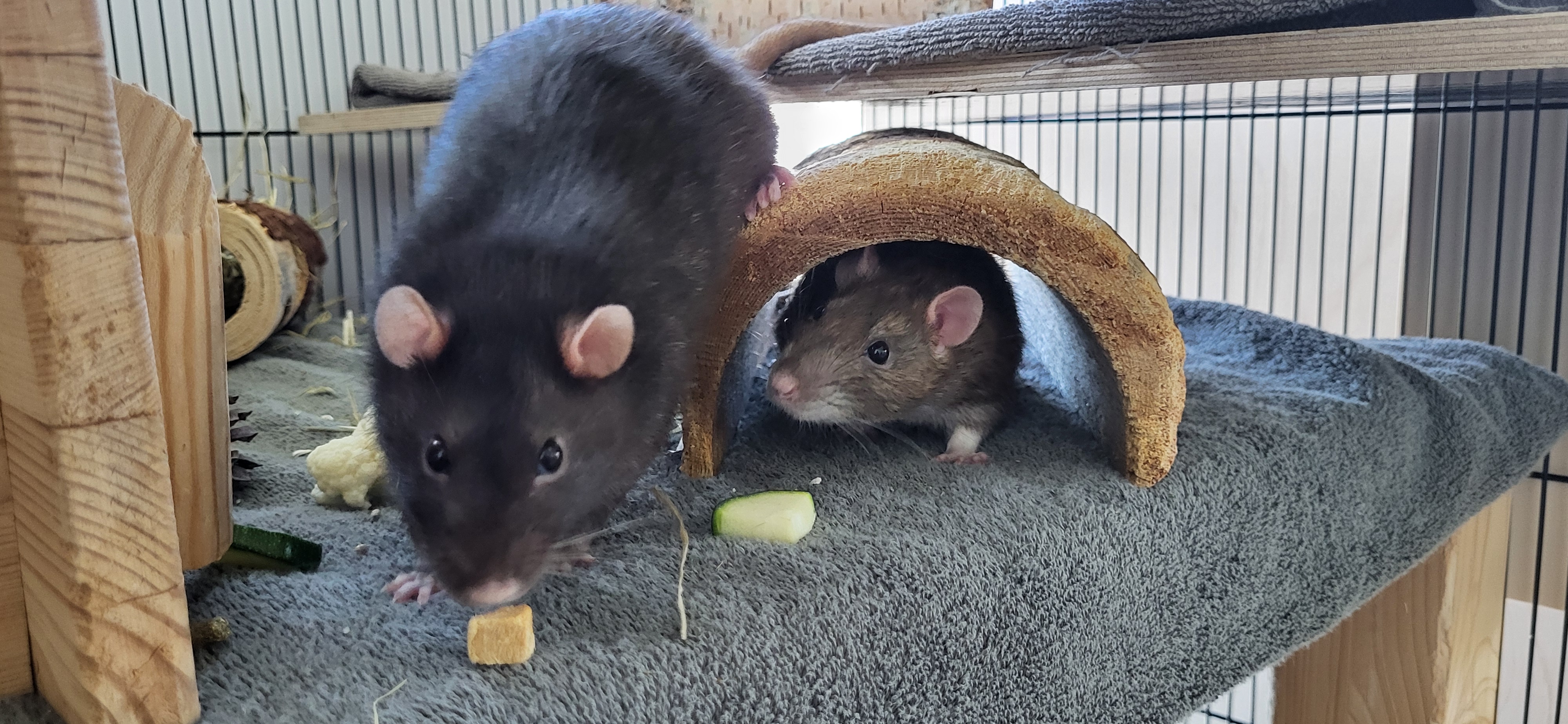 Eine schwarze Ratte klettert über einen Holztunnel auf die Kamera zu. Aus dem Holztunnel heraus guckt vorsichtig eine graue Ratte.