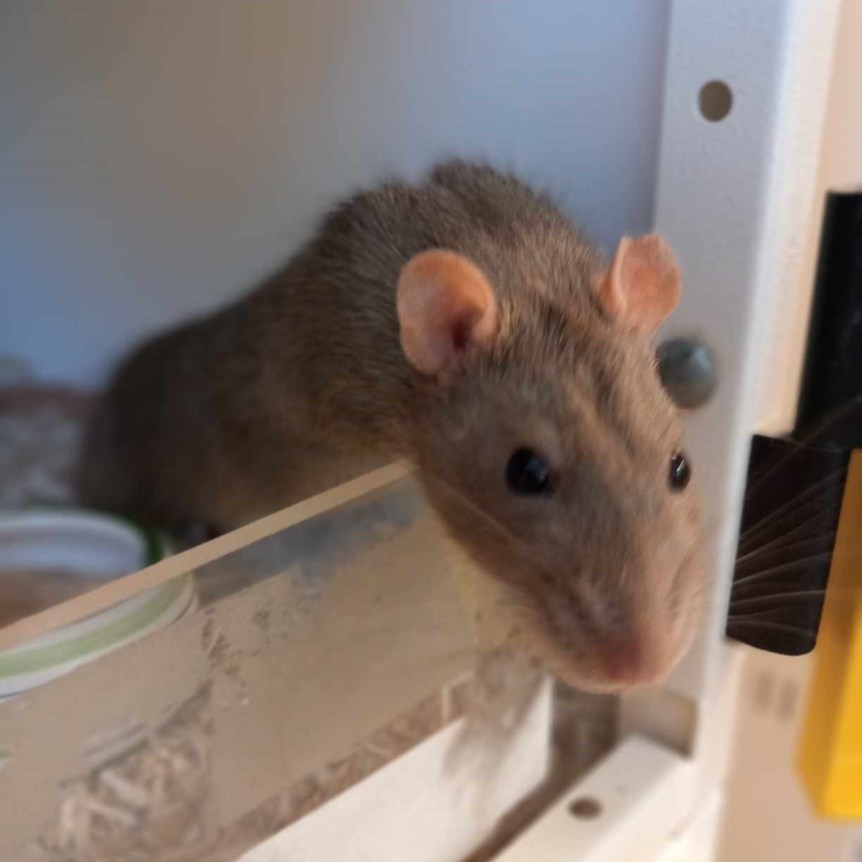 Bild einer weiß-grauen Ratte die über eine Plexiglaswand in die Kamea schnüffelt