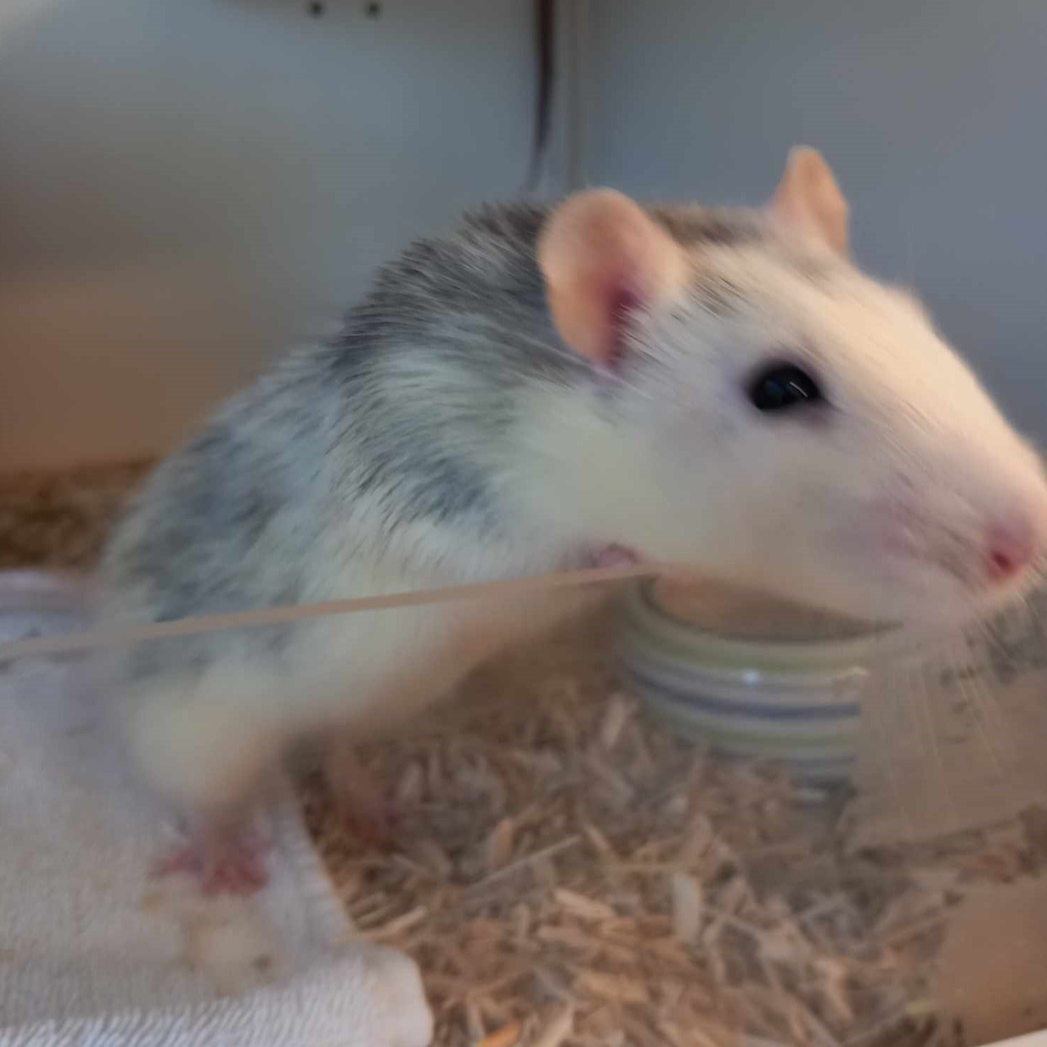 Bild einer weiß-grauen Ratte die über eine Plexiglaswand in die Kamea schnüffelt