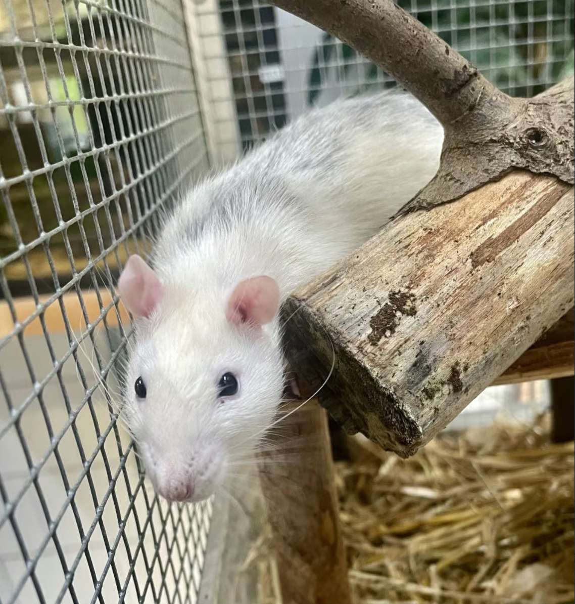 Columbus eine grau-weiße hübsche Ratte sitzt auf einem Stock im Käfig und guckt in die Kamera