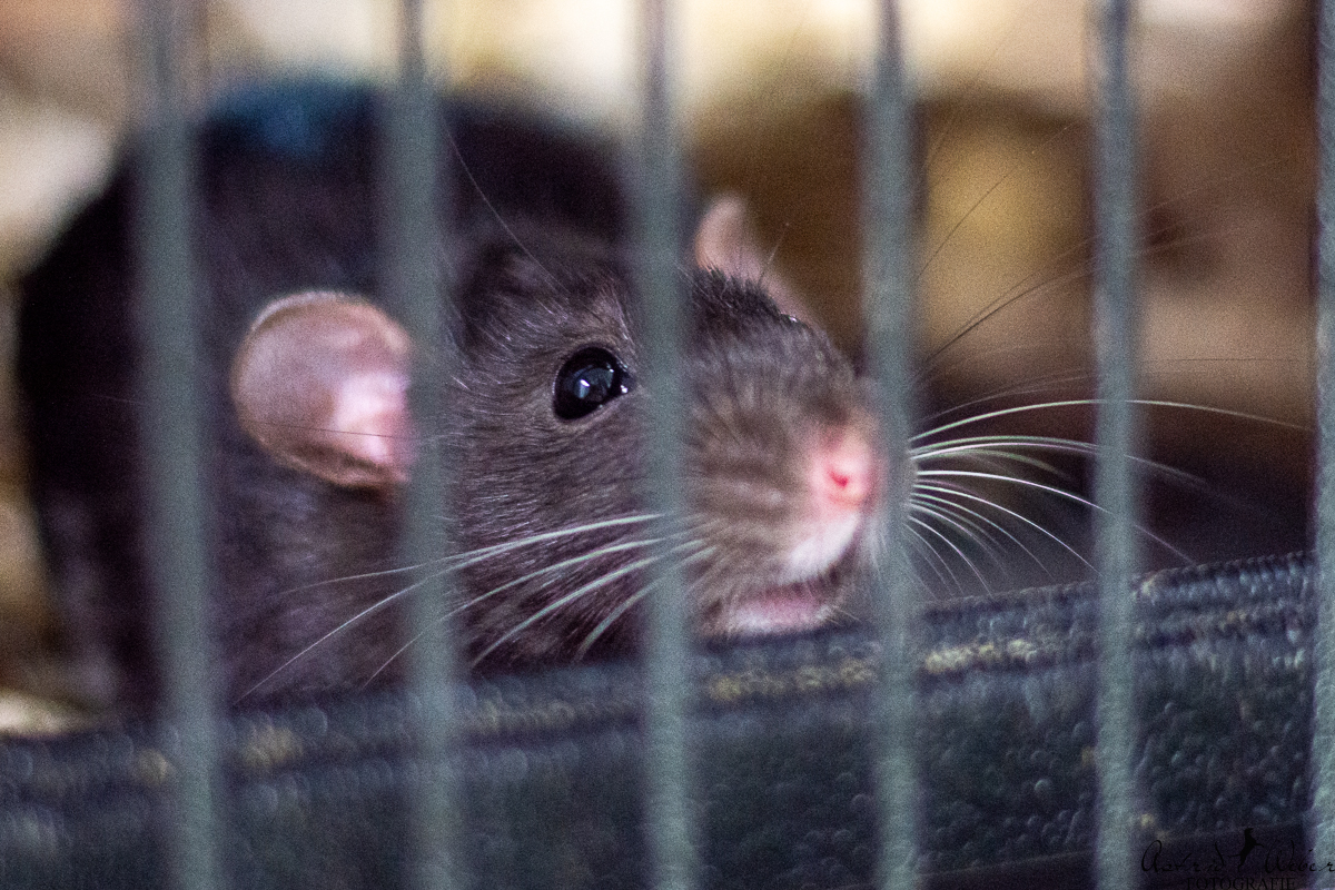 Foto einer grauen Farbratte diezwischen Käfigstäben hindurchguckt