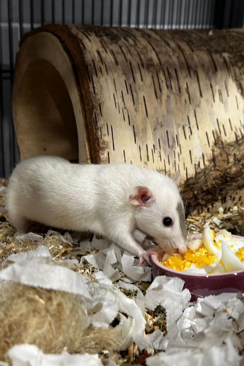 Bild einer kleinen weißen Ratte die einen grauen Fleck auf der Nase hat. Sie schnabuliert Ei aus einem Napf
