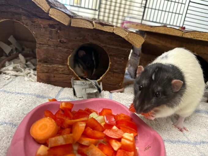 Eine weiße Ratte mit schwarzem Köpfchen sitzt in einem Käfig und isst von einem großen Teller Gemüse