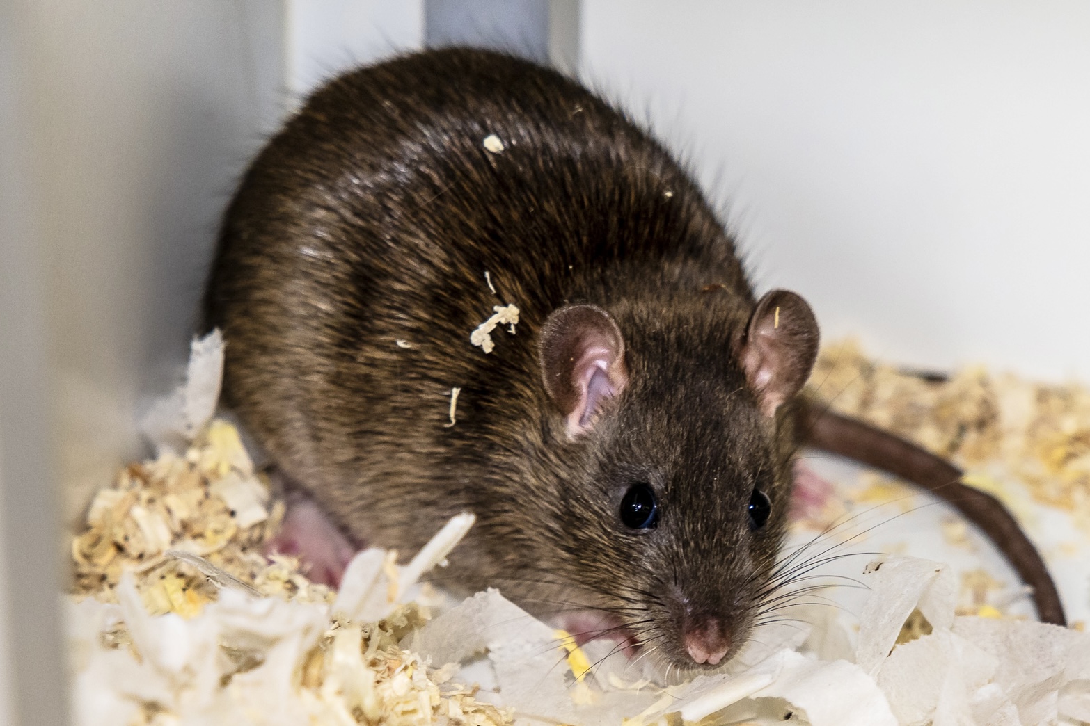 Foto einer kleinen Braunen Ratte in einer Käfigecke