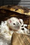 Bild einer weißen Ratte mit grauen Abzeichen. Er sitzt in einem Holzhäuschen und hält ein Stück Gemüse zwischen den kleinen Händchen