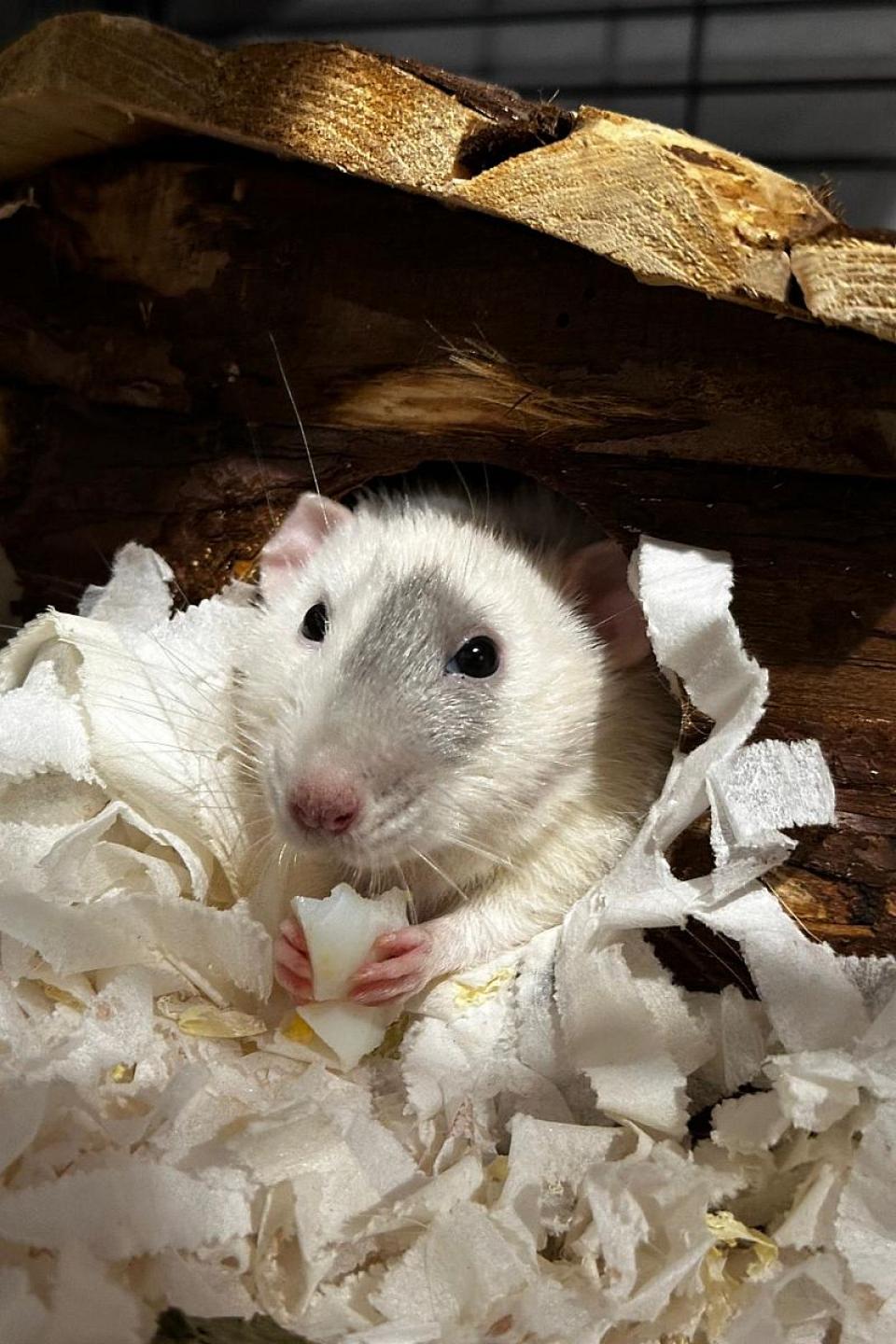 Eine weiße Ratte mit grau an der Nase sitzt auf einem Berg Papiereinstreu