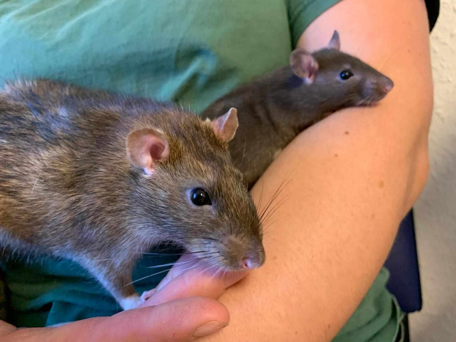 Zwei braune Ratten auf dem Arm einer Person in T-Shirt. Die eine Ratte ist erwachsen, die andere deutlich kleiner, vielleicht 3 Monate alt