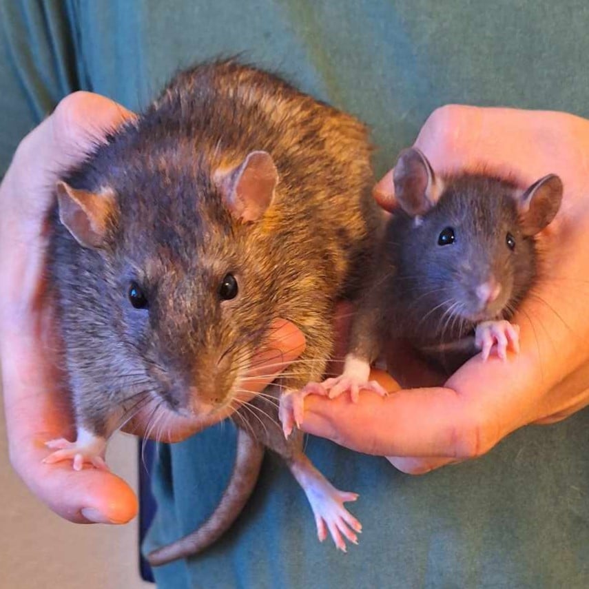 Eine große braune Ratte und ein kleines Baby gucken von den Händen einer Person in die Kamera
