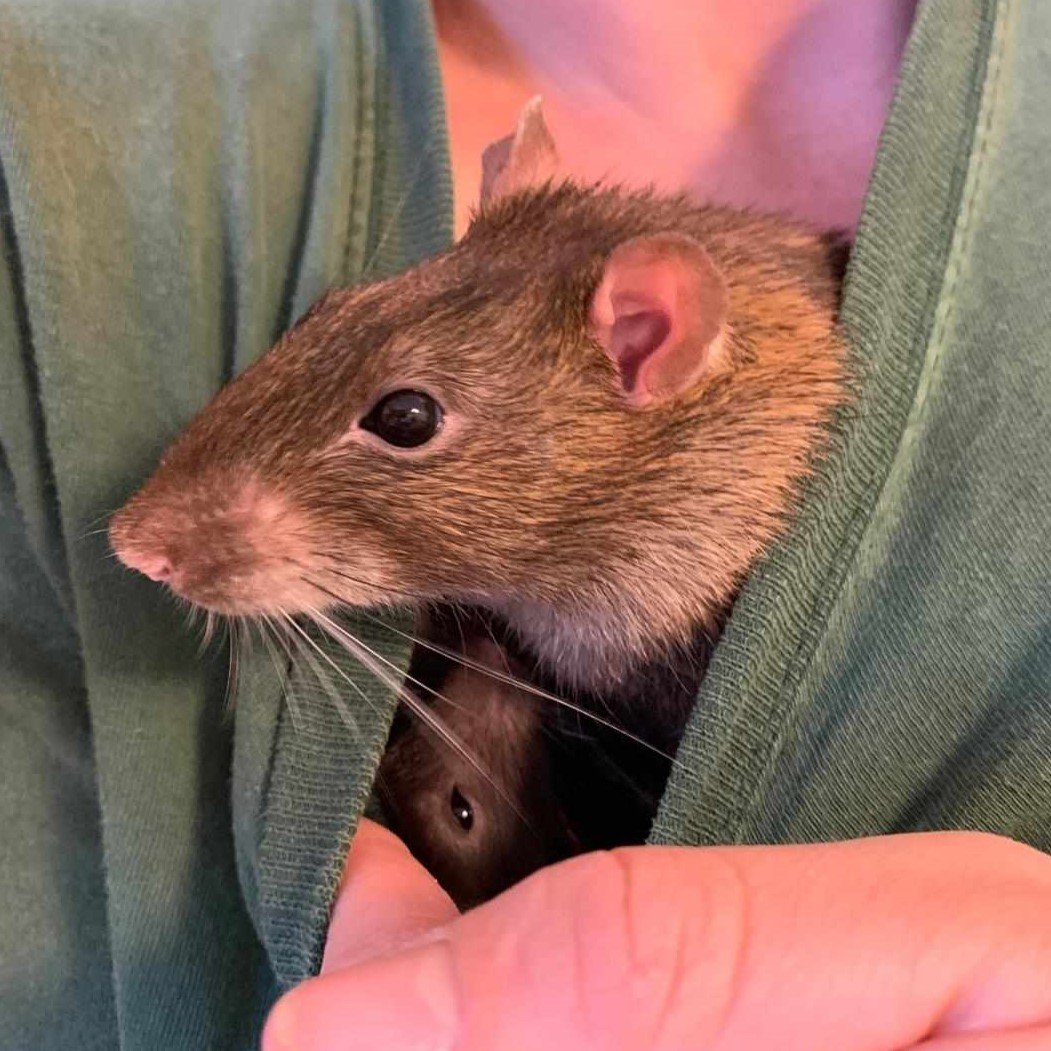 Zwei Ratten im T-Shirt Ausschnitt einer Person