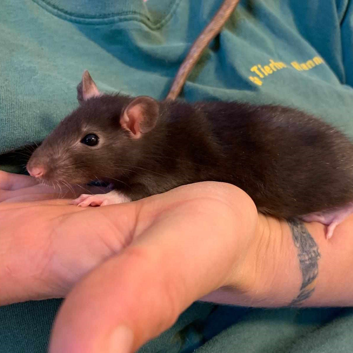 Eine junge braune, leicht  ins schwarze tendierende Ratte auf der Hand einerPerson im grünen T-Shirt