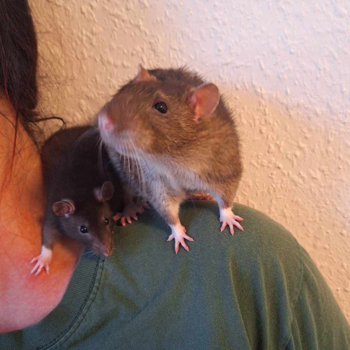 Zwei braune Ratten, eine davon nicht ausgewachsen, auf den Schultern einer Person