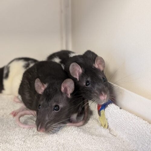 Zwei Ratten kuscheln in der Ecke miteinander