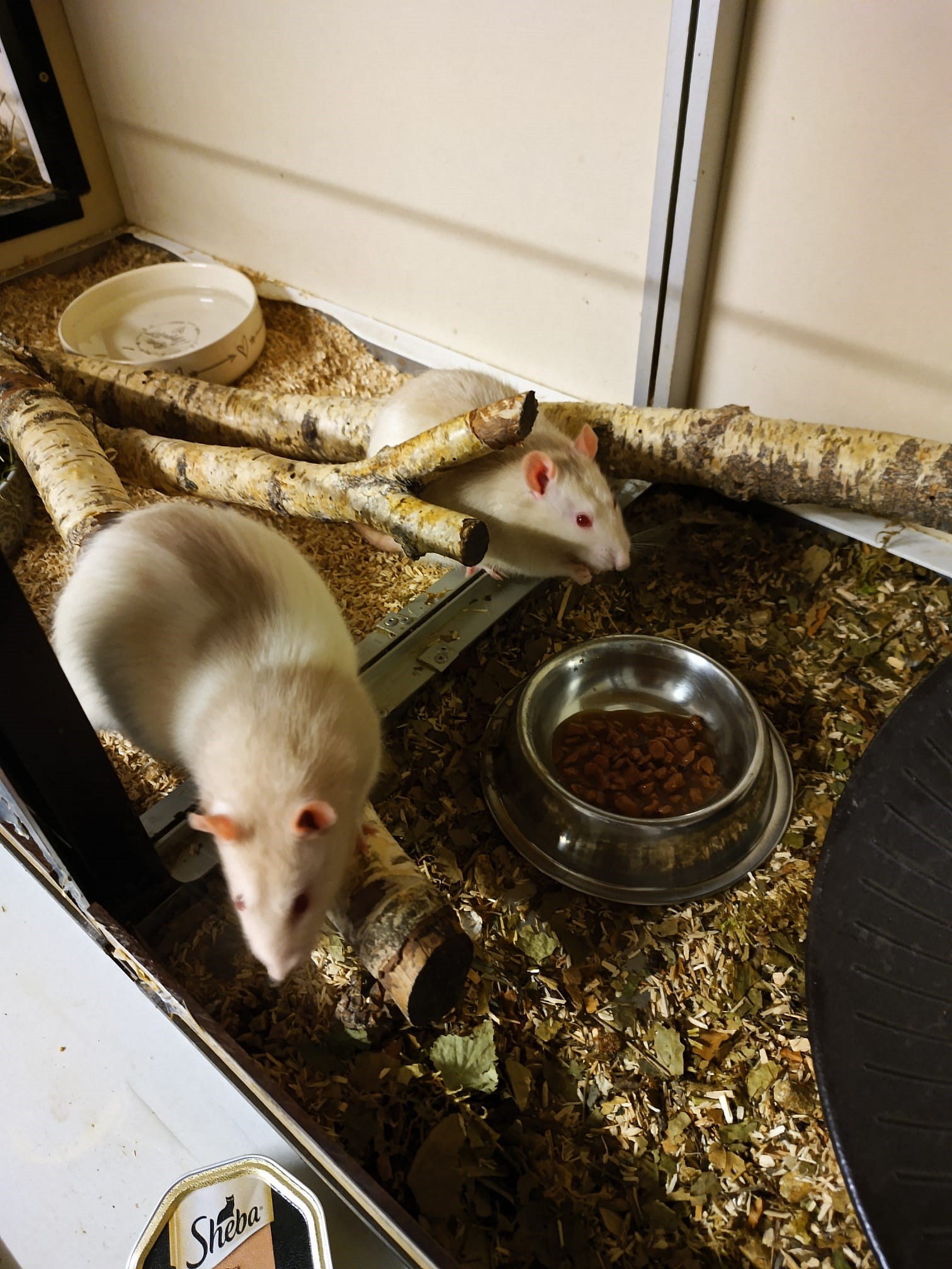 Zwei weiß-graue Ratten in einem Schrank. Eine Futterschale mit breiigem Futter steht vor ihnen.