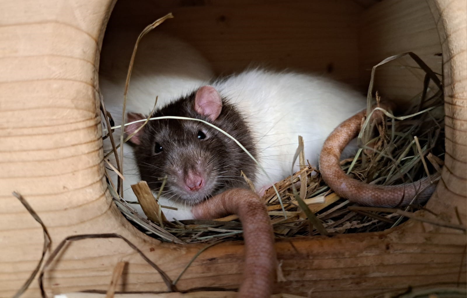 Zwei weiße Ratten mit braunem Köpfchen liegen auf Stroh in einem Holzhaus