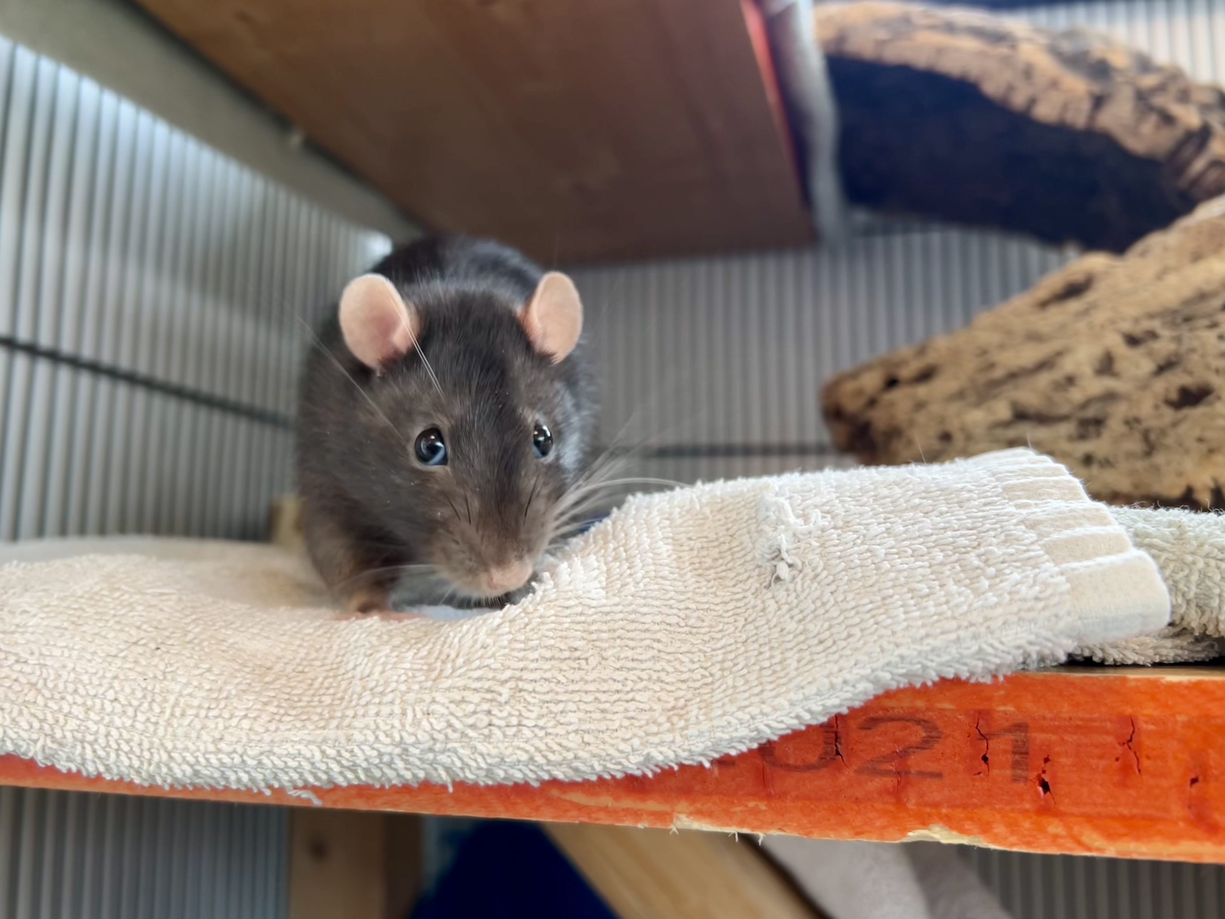 Eine schwarze Ratte sitzt auf einem Handtuch in einem großen Käfig. Ihre rosa Ohren sind nach vorne gerichtet.