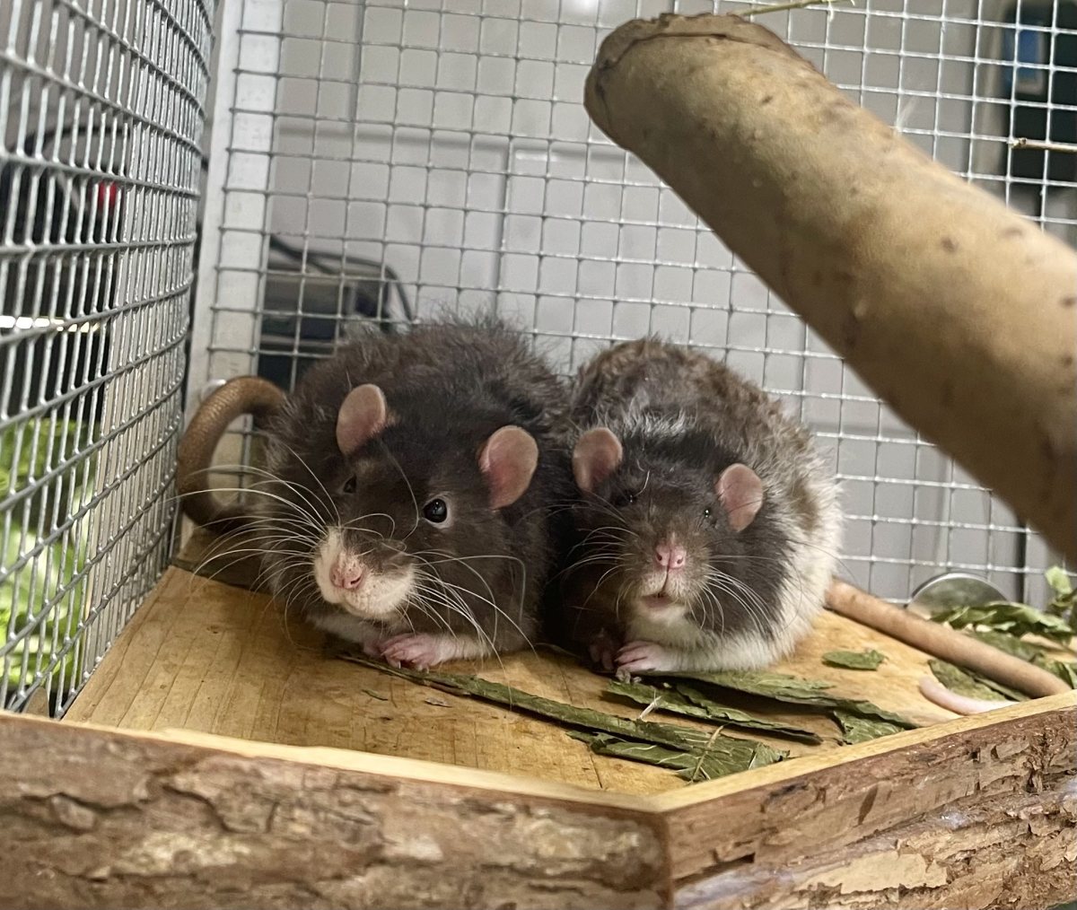 Zwei braune Ratten sitzen in der Ecke des Käfigs aneinandergekuschelt