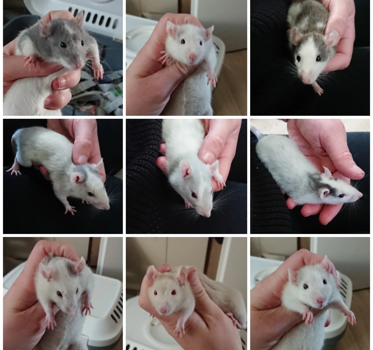 Bild von 9 Babyratten