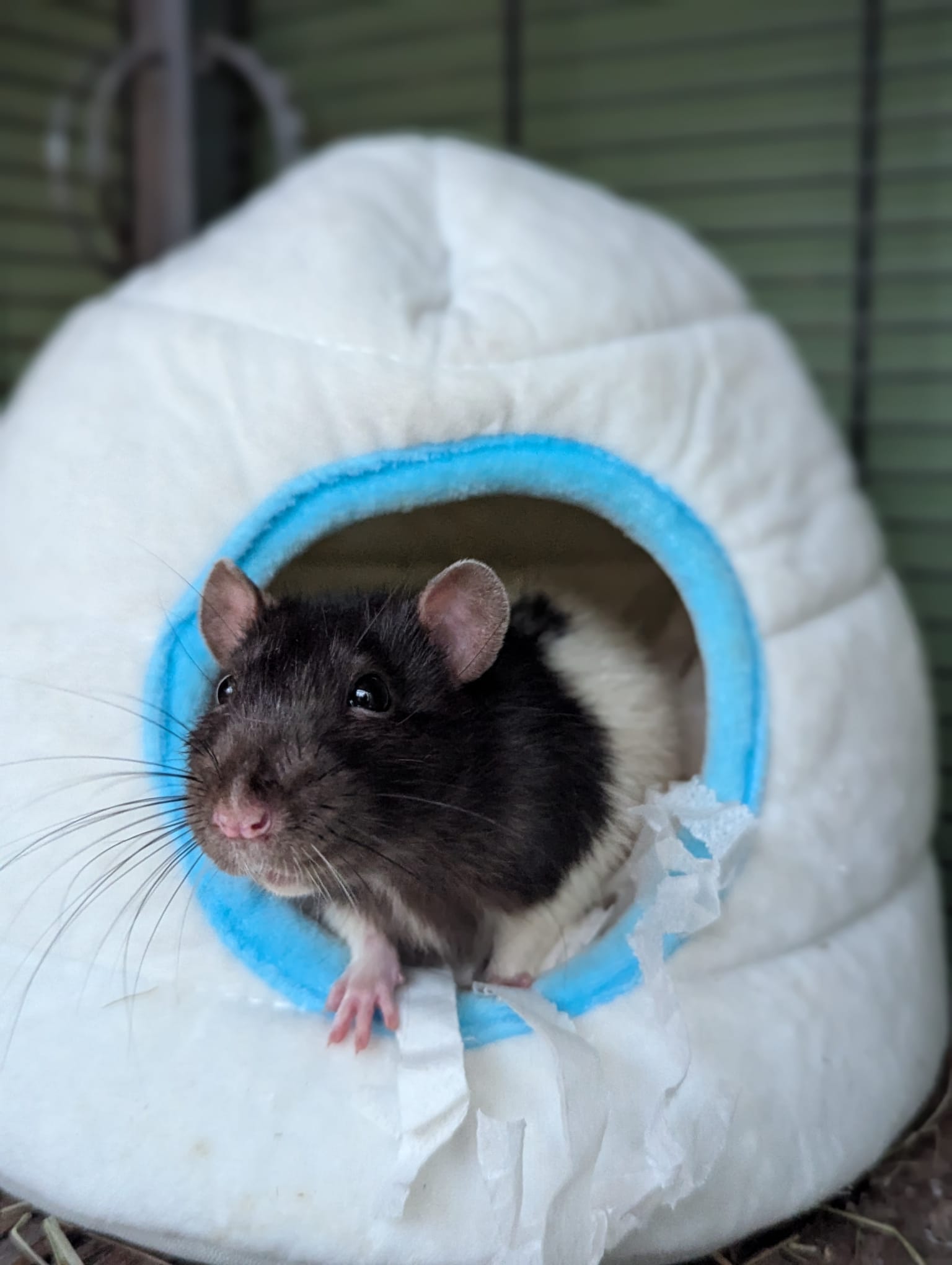 Bild einer Ratte mit zuckersüßen Öhrchen die aus einem Stoffhäusschen schaut. Die Ratte hat ein schwarzes Köpfchen, weißen Körper und unglaublich lange Schnurbarthaare.