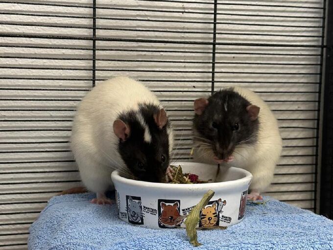 Zwei Ratten mit schwarzem Köpfchen und weißem Körper sitzen vor einer Futterschale und knuspern